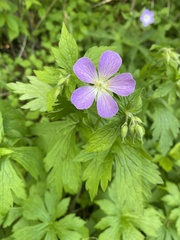Geranium maculatum