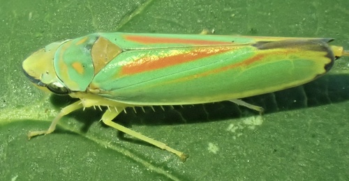 Rhododendron Leafhopper