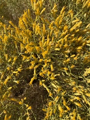 Chrysothamnus viscidiflorus