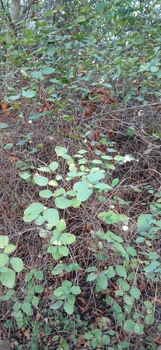 Common Snowberry