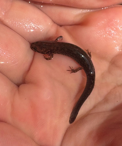 Southern Two-lined Salamander