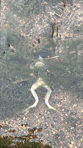 American Bullfrog