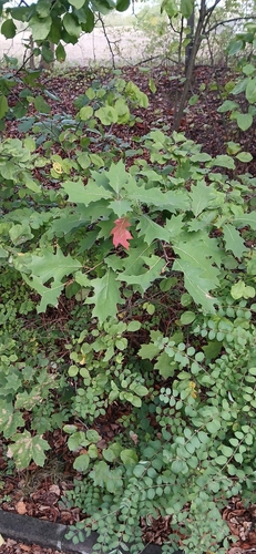 northern red oak