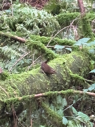 Pacific Wren