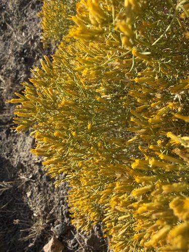 Chrysothamnus viscidiflorus, photograph 2