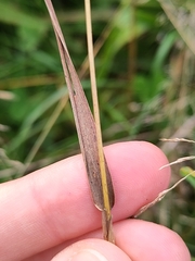 Phleum pratense