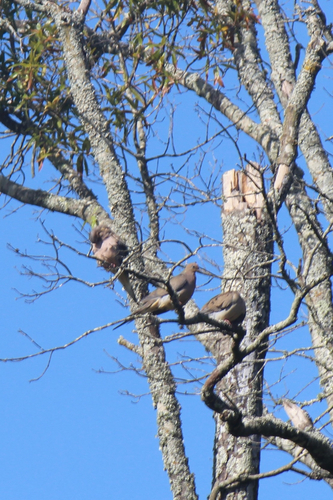 Mourning Dove