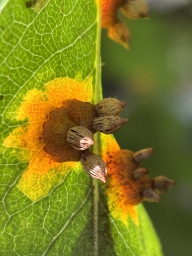 Pear Rust