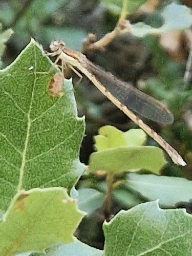 Common Winter Damselfly