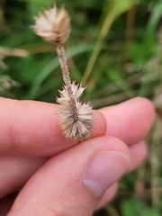 Phleum pratense, photograph (c) Jake Dalzell, some rights reserved (CC BY)