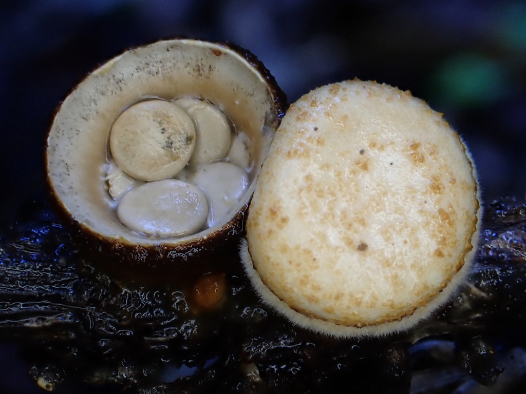 common bird's nest fungus from Paihia, New Zealand on May 20, 2020 at