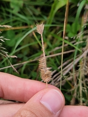 Phleum pratense, photograph (c) Jake Dalzell, some rights reserved (CC BY)