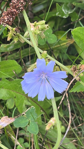 chicory