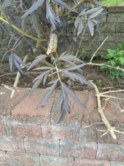Magnoliopsida