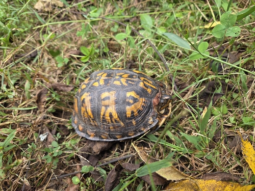 Eastern Box Turtle