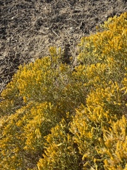 (c) Michael O'Loughlin, some rights reserved (CC BY) Chrysothamnus viscidiflorus, photograph (c) Michael O'Loughlin, some rights reserved (CC BY)