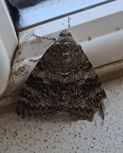 French Red Underwing