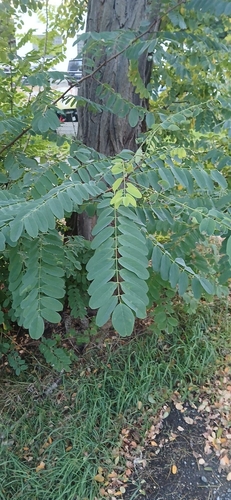 black locust