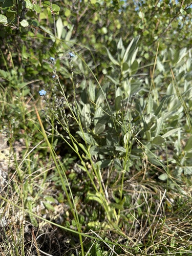 Myosotis asiatica, photograph 3