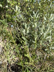 Myosotis asiatica, photograph (c) Matt Berger, some rights reserved (CC BY)
