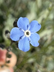 Myosotis asiatica