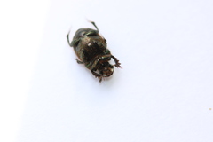 Onthophagus coenobita