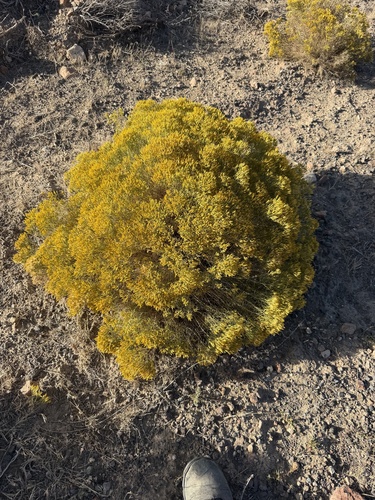 Chrysothamnus viscidiflorus, photograph 4