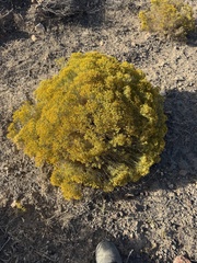 (c) Michael O'Loughlin, some rights reserved (CC BY) Chrysothamnus viscidiflorus, photograph (c) Michael O'Loughlin, some rights reserved (CC BY)