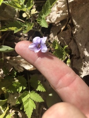 Viola rostrata