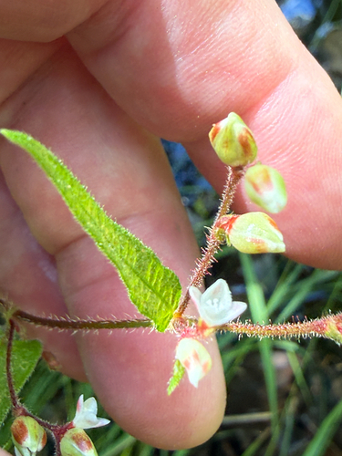Persicaria arifolia, photograph 2