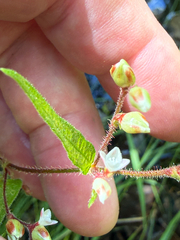 Persicaria arifolia, photograph (c) V. Ross Johnson, some rights reserved (CC BY-SA)