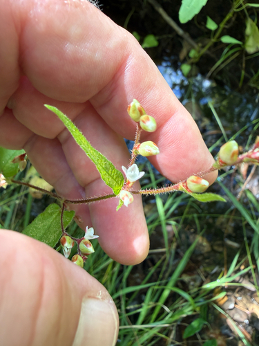 Persicaria arifolia, photograph 3