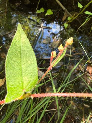 Persicaria arifolia, photograph 5