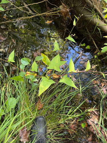 Persicaria arifolia, photograph 1