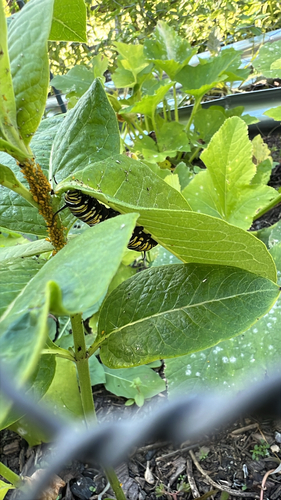 Monarch