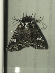 Melanchra adjuncta