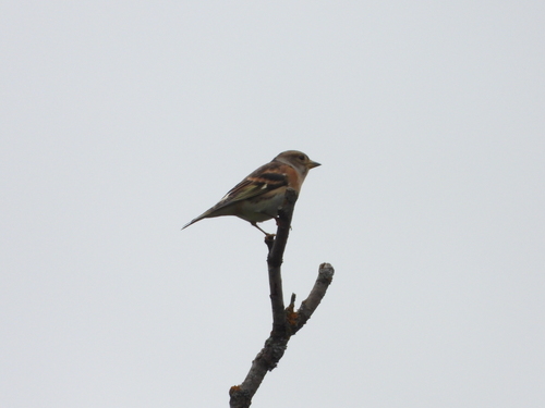 Brambling