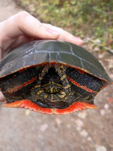 Painted Turtle