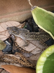 Anolis sagrei