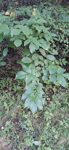 Persian walnut