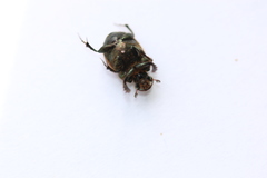 Onthophagus coenobita