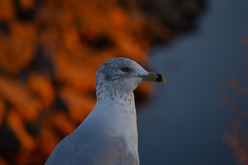 Ring-billed Gull