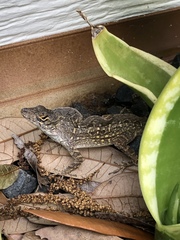 Anolis sagrei