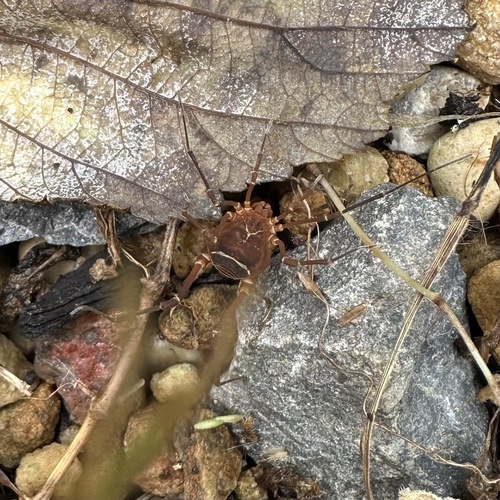 Say's Armored Harvestman