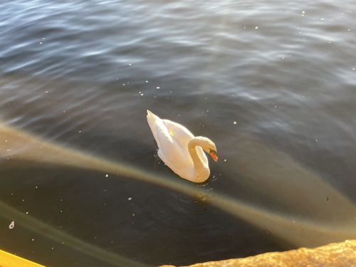 Mute Swan