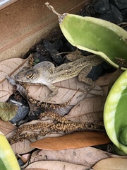 Anolis sagrei