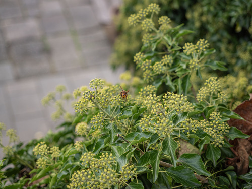 European Hornet