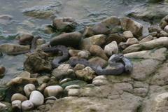 Nerodia sipedon insularum