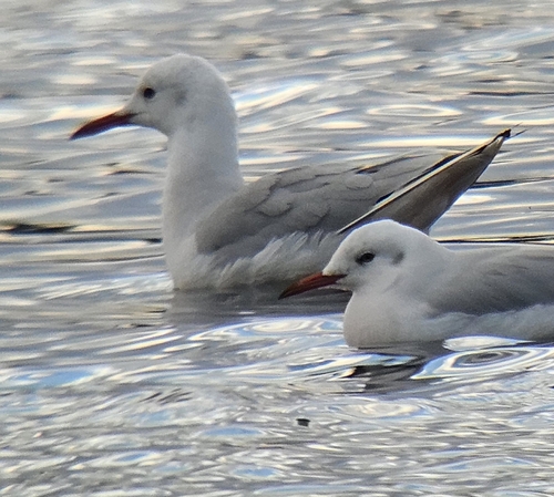 Slender-billed Gull