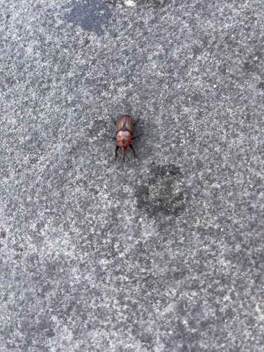 Red Palm Weevil